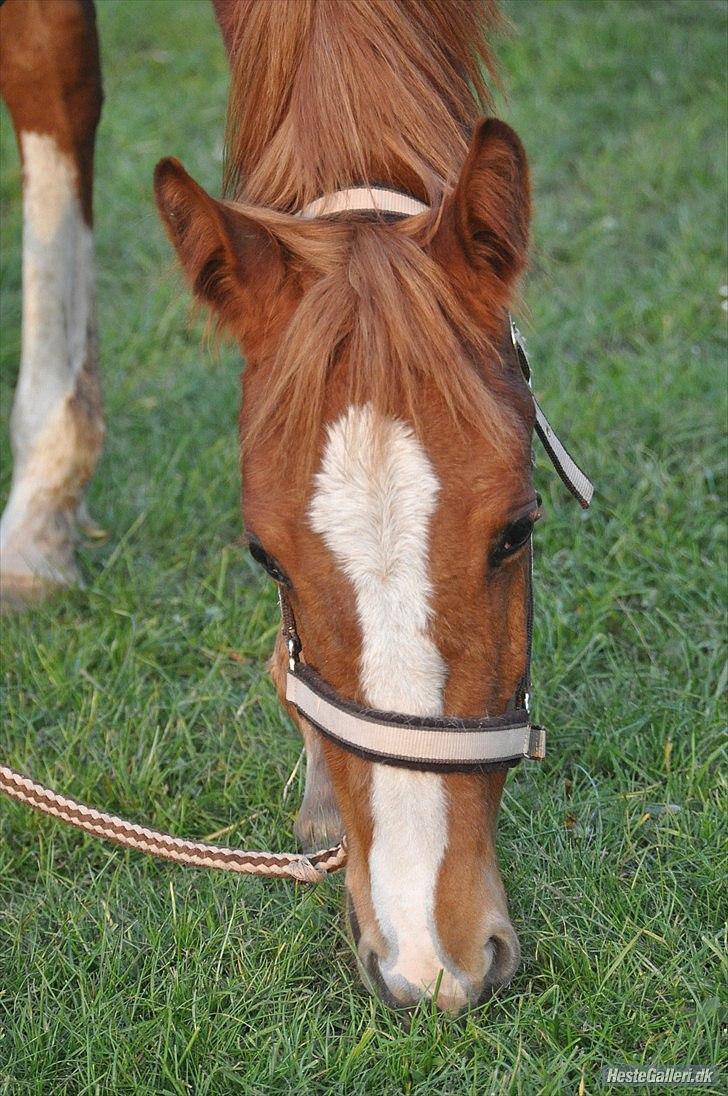 Anden særlig race Frigga billede 10