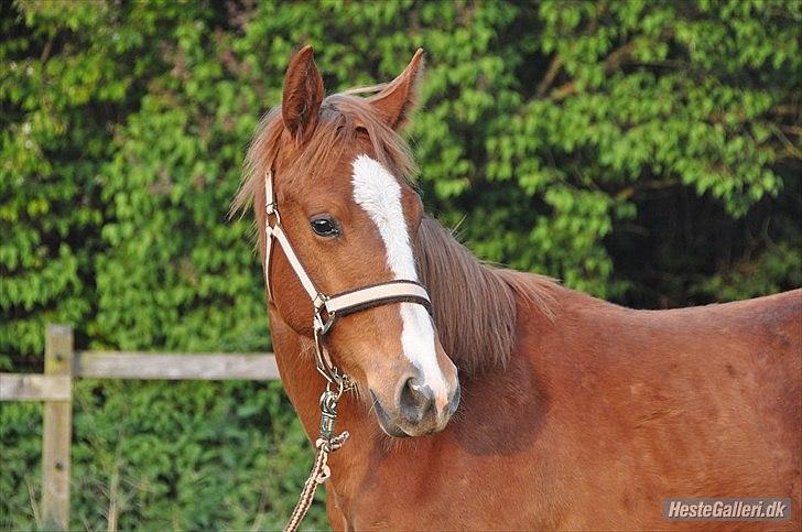 Anden særlig race Frigga billede 11