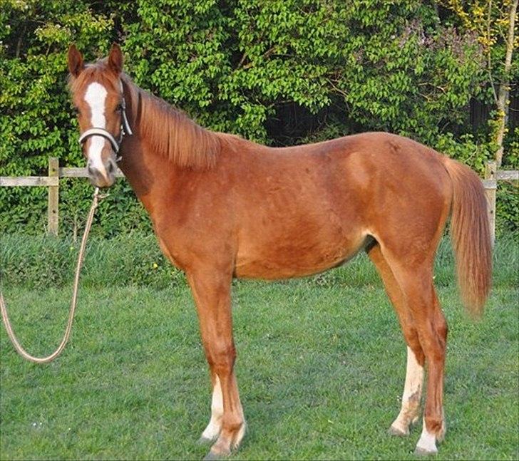 Anden særlig race Frigga billede 12