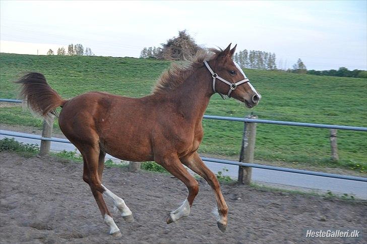 Anden særlig race Frigga billede 14
