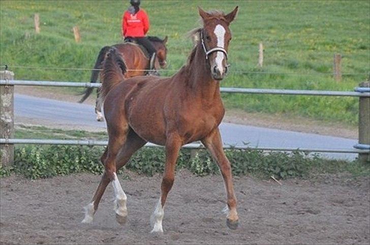Anden særlig race Frigga billede 15