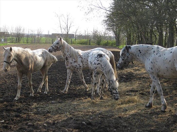 Lusitano Emigrante - Med sine nye venner 3 andre hingste basser. billede 5