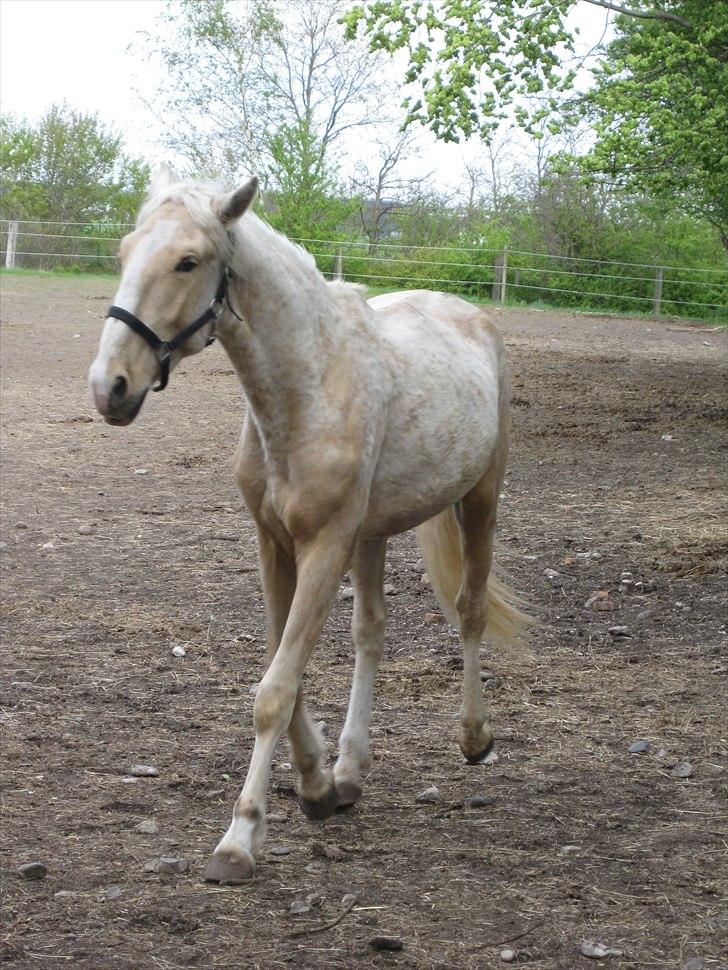 Lusitano Emigrante - Har haft ham 2 uger nu, har taget lidt på, fået mere energi og har smidt en hel del af sin vinter pels. billede 7