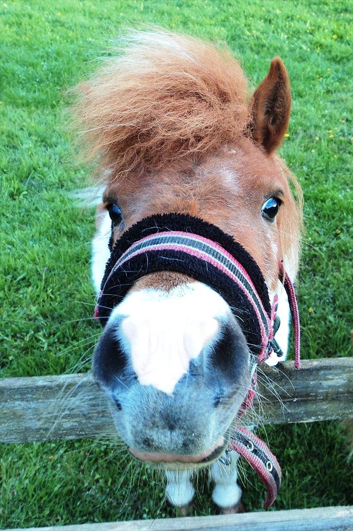 Shetlænder Ofelia billede 1