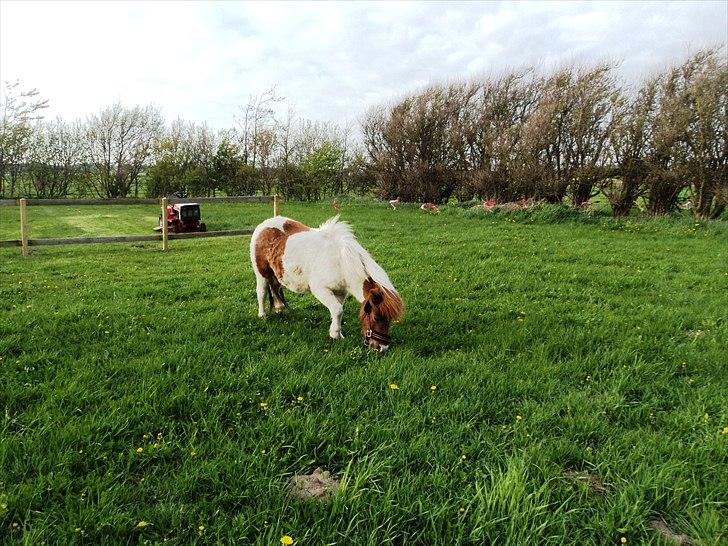 Shetlænder Ofelia billede 3