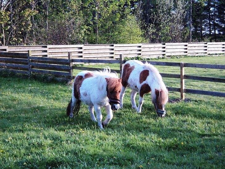 Shetlænder Ofelia billede 4