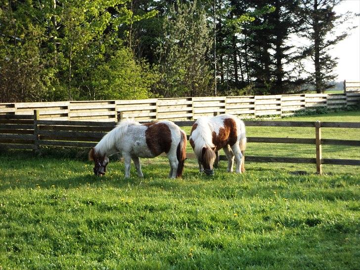 Shetlænder Ofelia billede 5