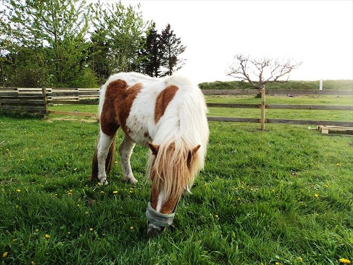 Shetlænder Mathilde billede 1