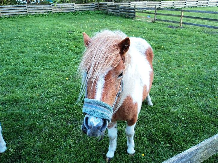 Shetlænder Mathilde billede 2