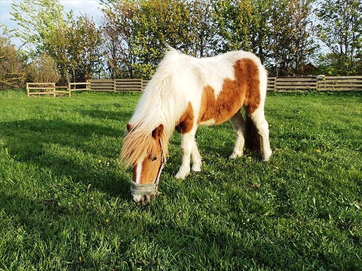 Shetlænder Mathilde billede 3
