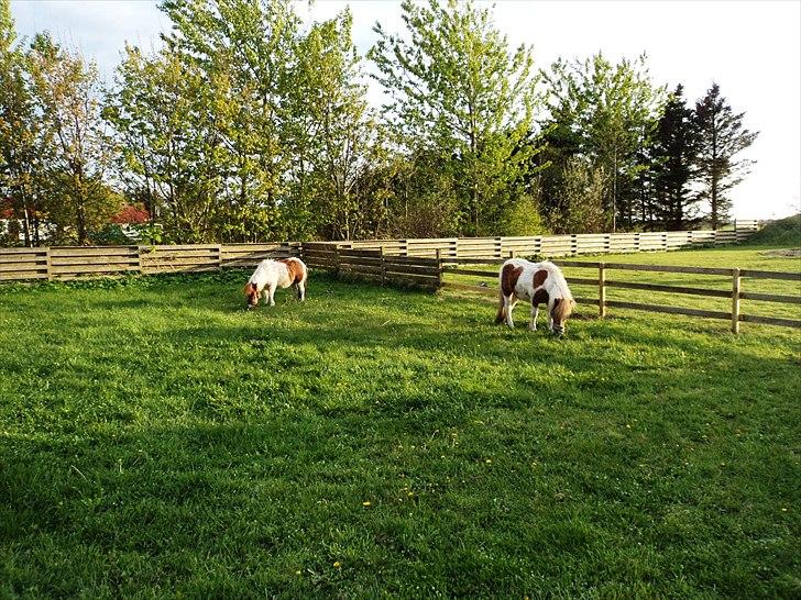 Shetlænder Mathilde billede 5