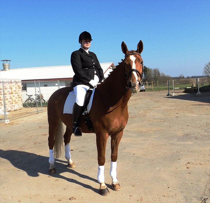 Dansk Varmblod Kasandra Ditlev billede 20