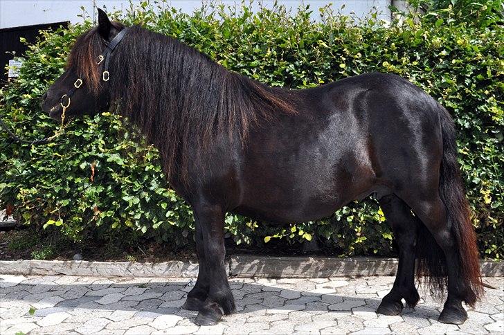 Shetlænder Sønderskovs Didde - Didde til kåring billede 1