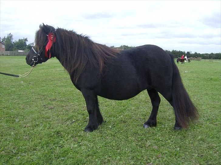 Shetlænder Sønderskovs Didde - Didde efterår 2009 billede 2