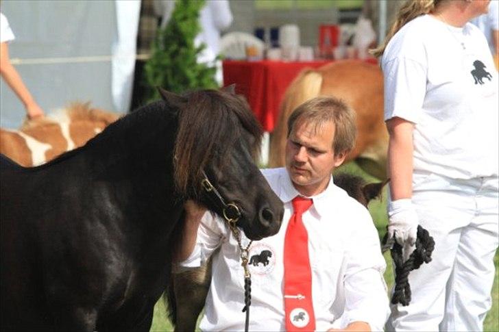Shetlænder Sønderskovs Didde - Didde til kåring 2010 billede 3