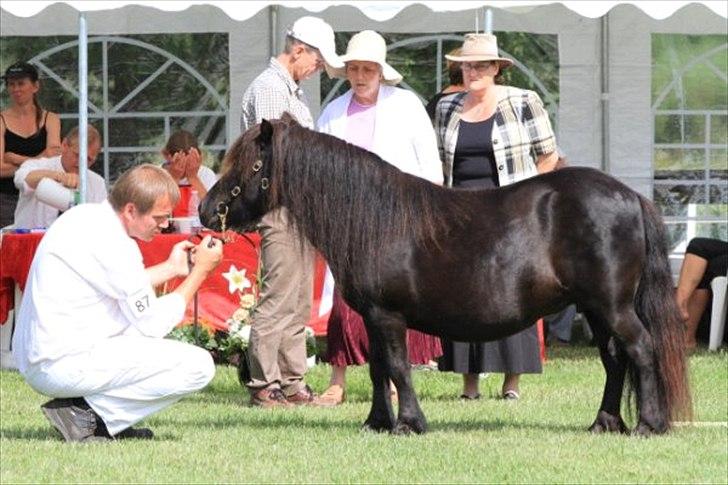 Shetlænder Sønderskovs Didde - Didde til kåring 2010 billede 4