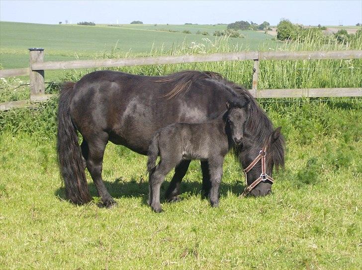 Shetlænder Sønderskovs Didde - Didde med føl 2009 billede 5