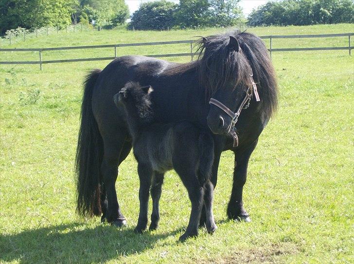 Shetlænder Sønderskovs Didde - Didde med føl 2009 billede 6