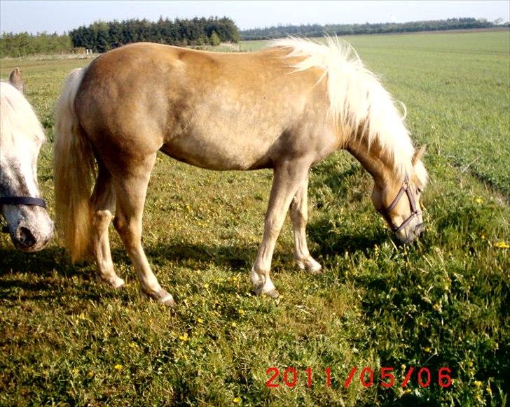 Tyroler Haflinger  Halma billede 16