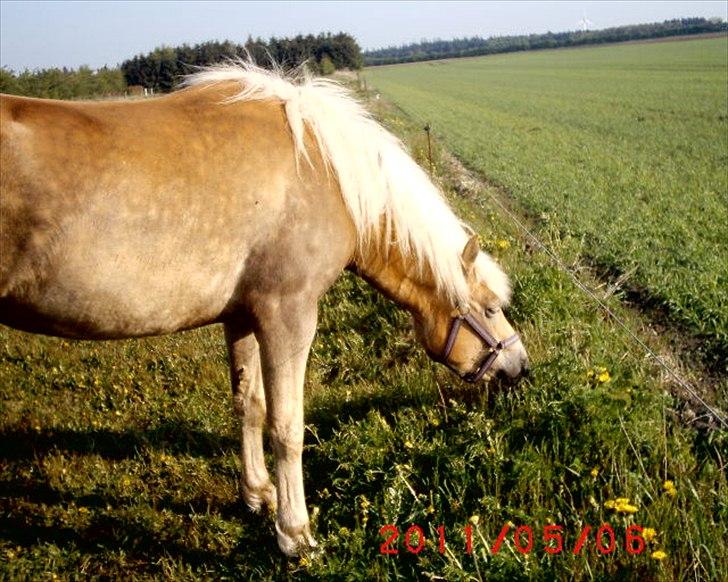 Tyroler Haflinger  Halma billede 17