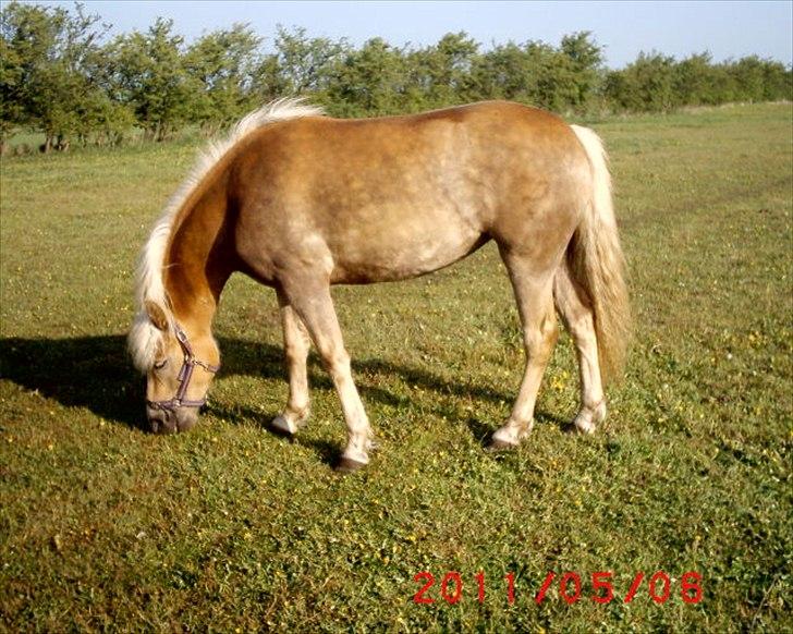 Tyroler Haflinger  Halma billede 18