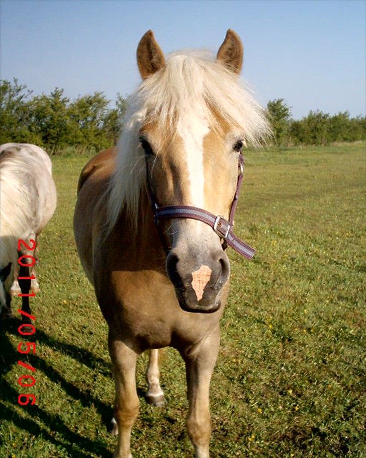 Tyroler Haflinger  Halma billede 19