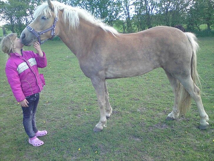 Tyroler Haflinger  Halma billede 20