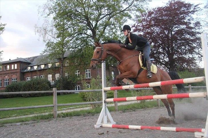 Dansk Varmblod Chili Z Ramona - Søndag d. 1 maj 2011 - Jeg elsker dig stjerne hest! <3 billede 11