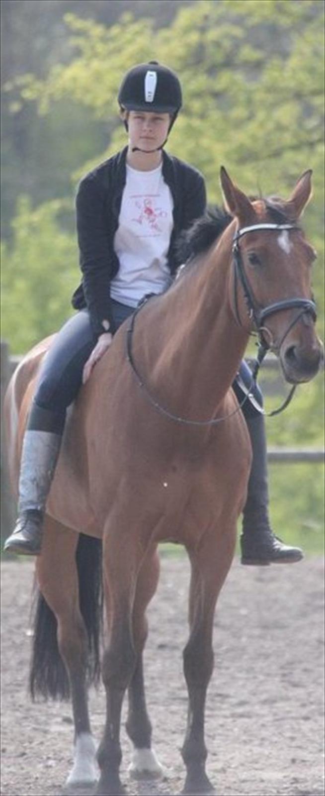 Dansk Varmblod Chili Z Ramona - Hygge <3 Jeg elsker dig :* billede 12