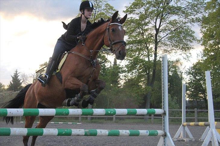 Dansk Varmblod Chili Z Ramona - søndag d. 1 maj 2011 - Du er en stjerne, min stjerne! <3 billede 13