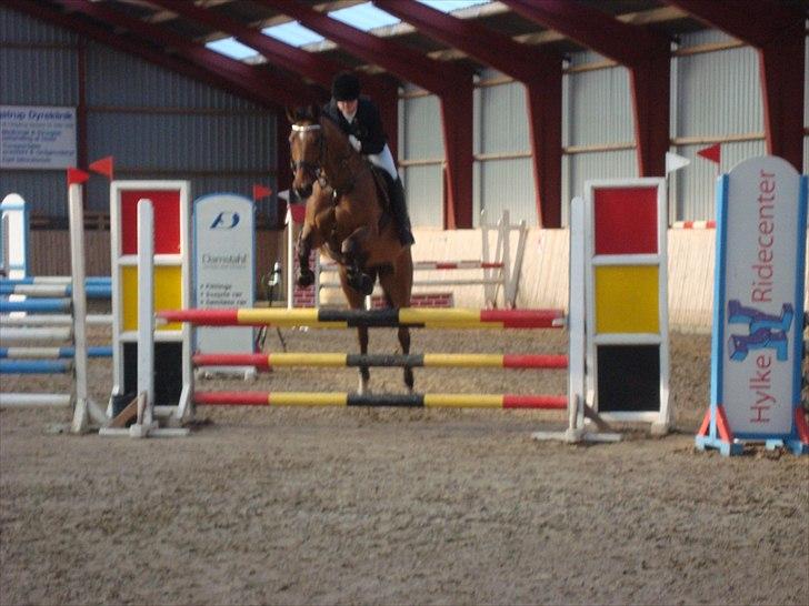 Dansk Varmblod Chili Z Ramona - Sophia og Chili til distriktstævne i hylke - LC  billede 14