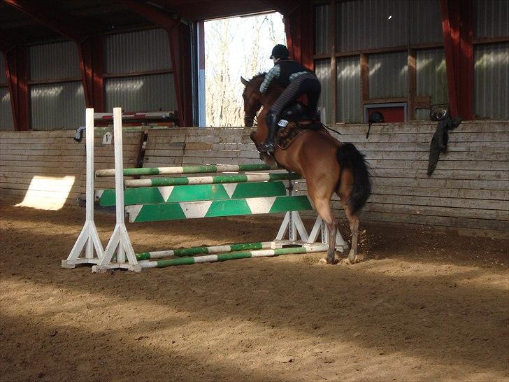Dansk Varmblod Chili Z Ramona - Sophia og Chili - Træning til viborg billede 15