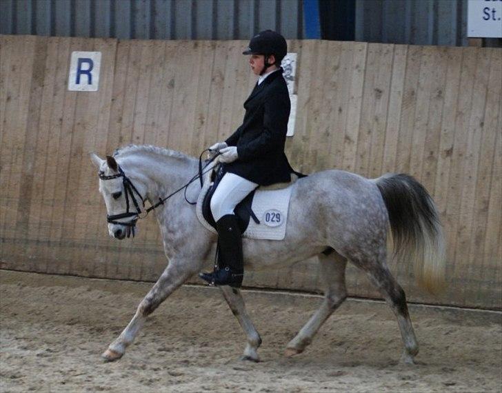 Anden særlig race Zivaldo billede 1