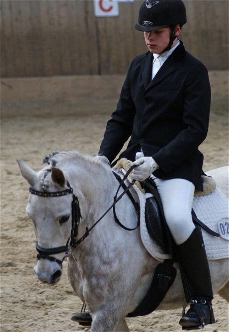 Anden særlig race Zivaldo billede 2