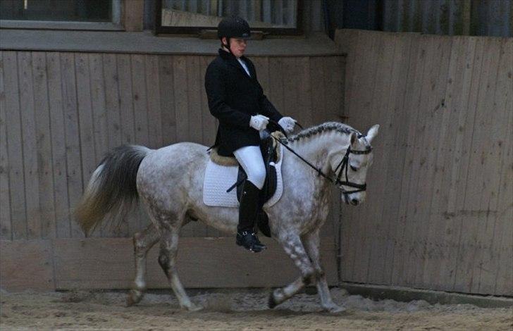 Anden særlig race Zivaldo billede 3