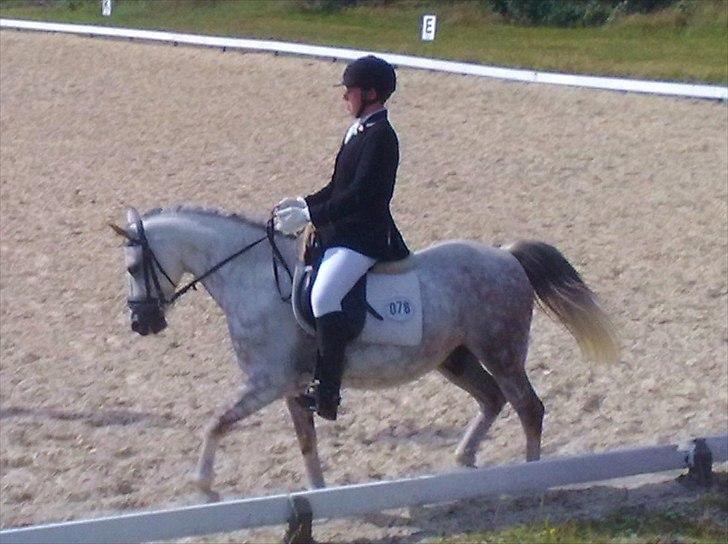 Anden særlig race Zivaldo billede 4