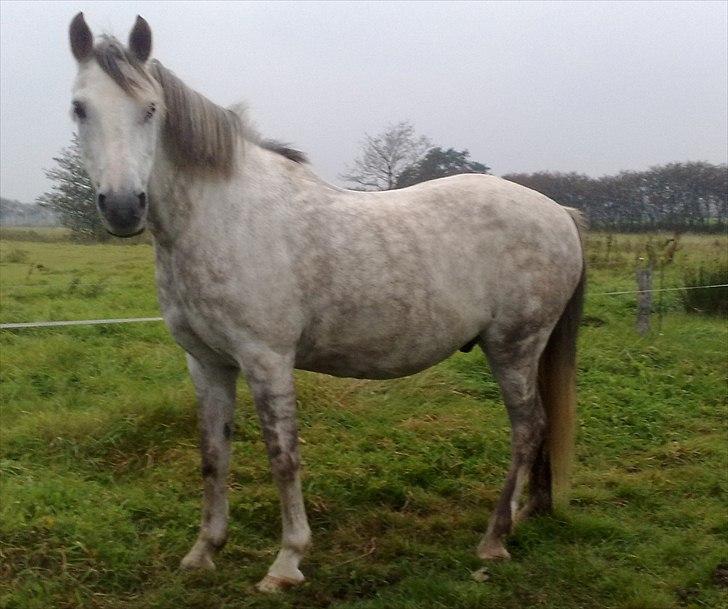 Anden særlig race Zivaldo billede 5