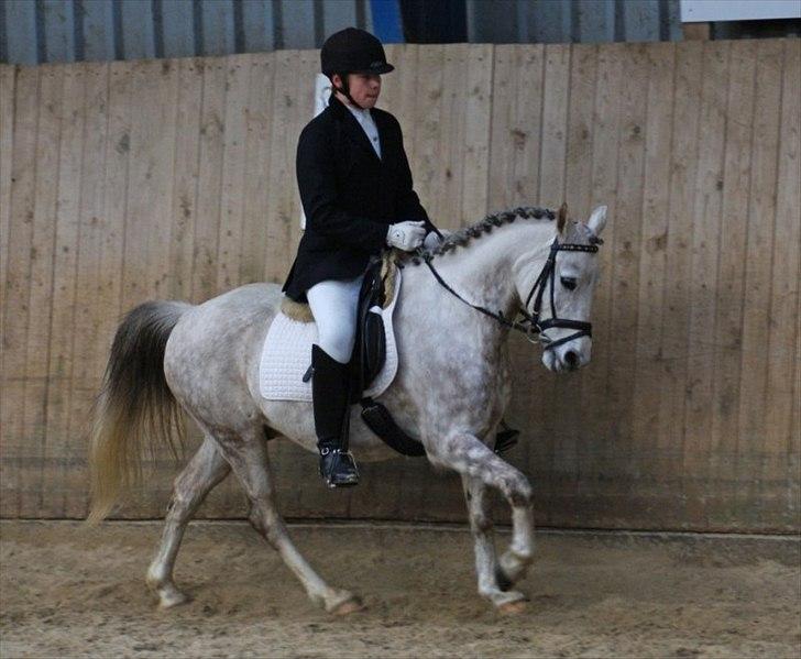 Anden særlig race Zivaldo billede 6