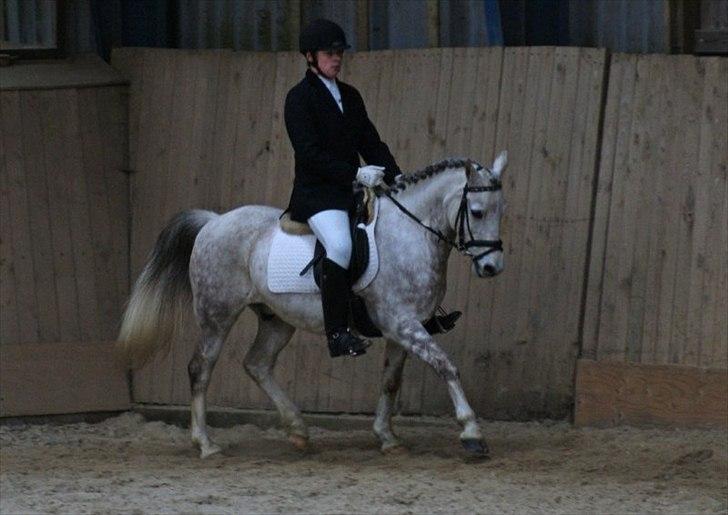 Anden særlig race Zivaldo billede 7