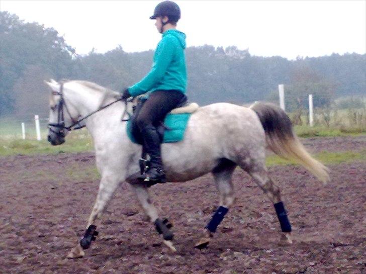 Anden særlig race Zivaldo billede 8