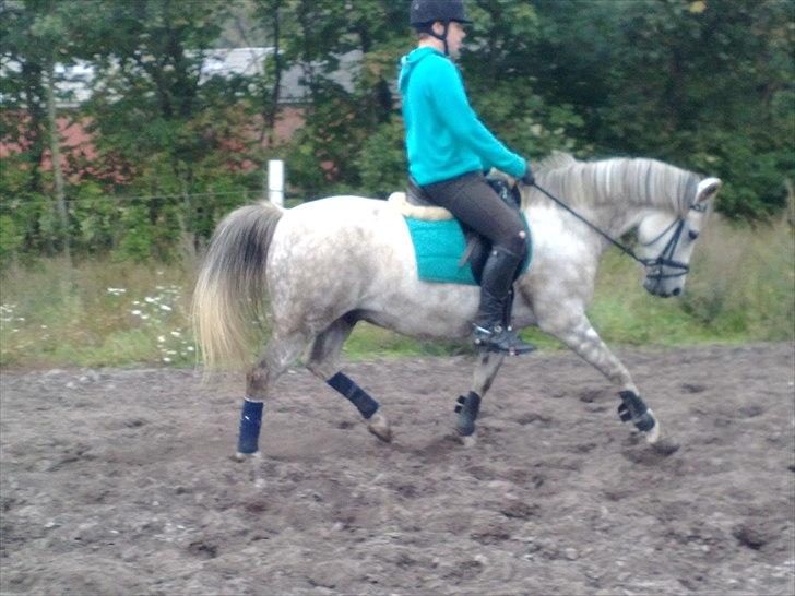 Anden særlig race Zivaldo billede 9