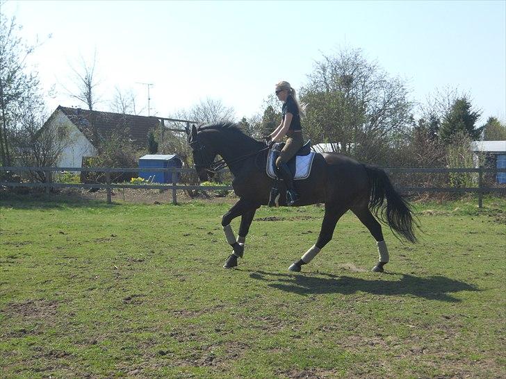 Dansk Varmblod Webster (solgt) - april 2011 billede 1