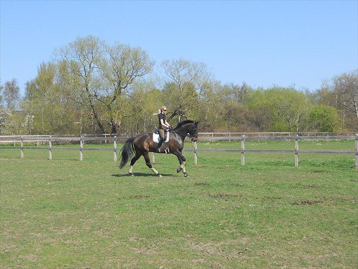 Dansk Varmblod Webster (solgt) billede 2