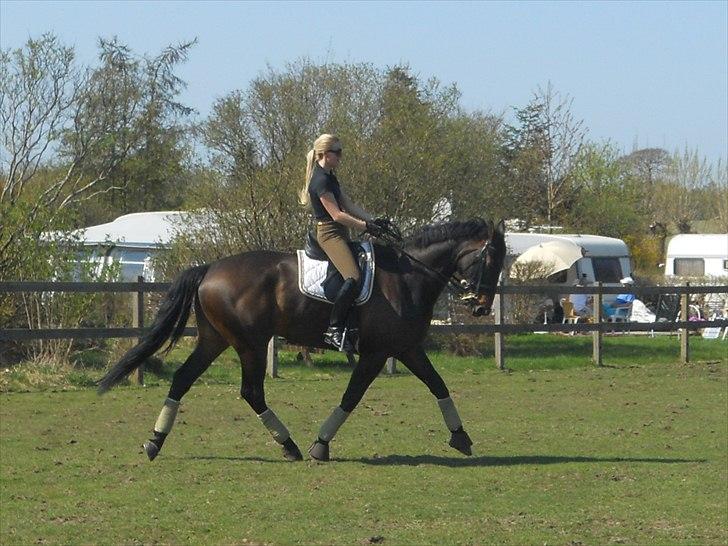 Dansk Varmblod Webster (solgt) billede 3