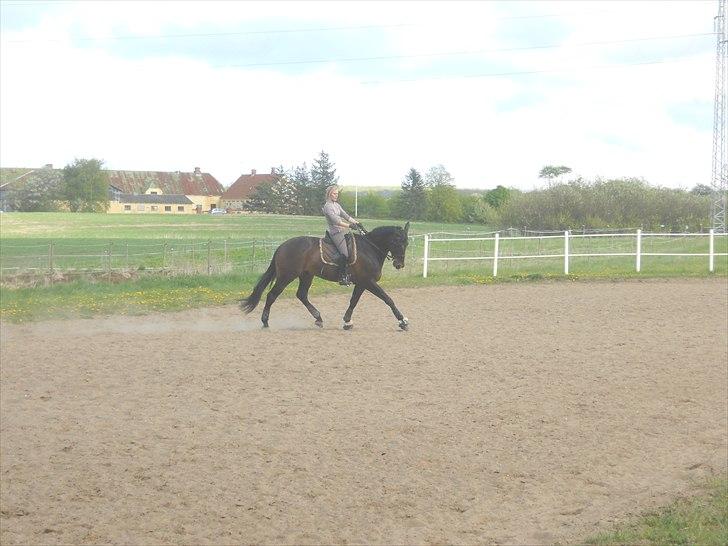 Dansk Varmblod Webster (solgt) - maj 2011 billede 4