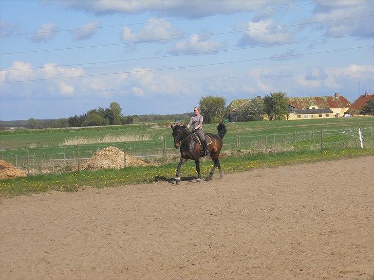 Dansk Varmblod Webster (solgt) billede 5