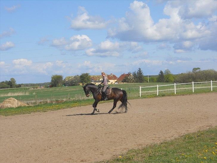 Dansk Varmblod Webster (solgt) billede 6