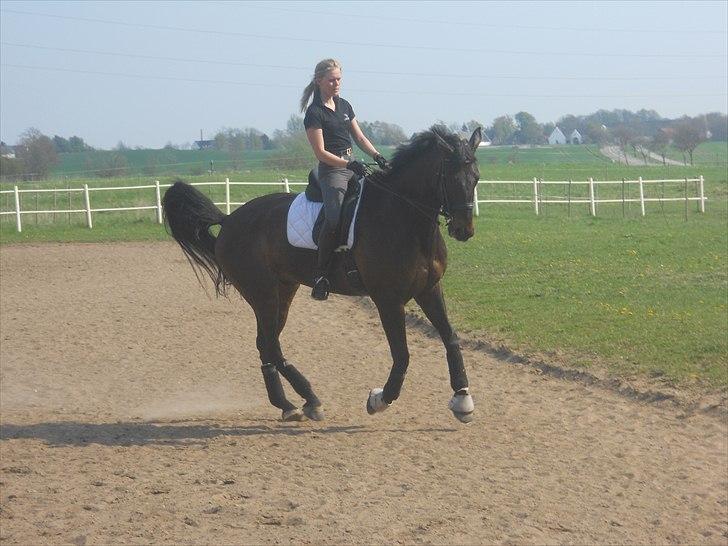 Dansk Varmblod Webster (solgt) billede 7