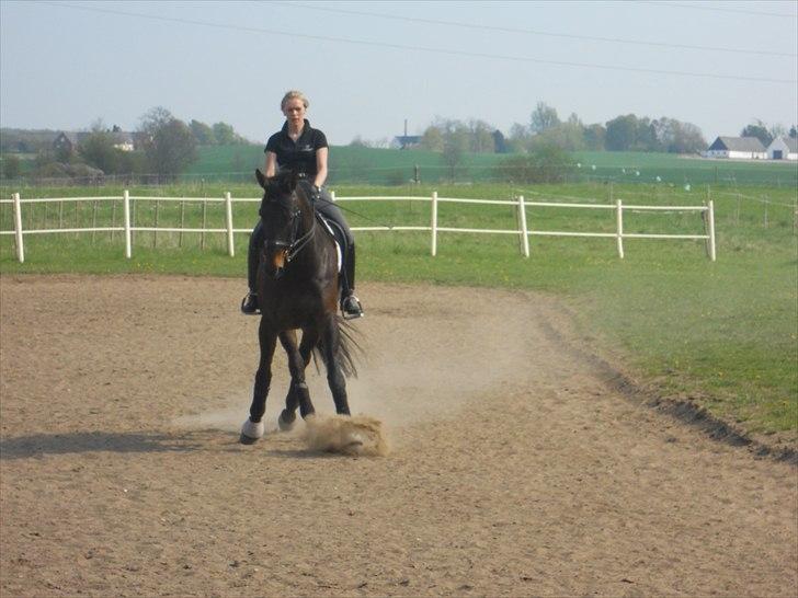 Dansk Varmblod Webster (solgt) billede 8