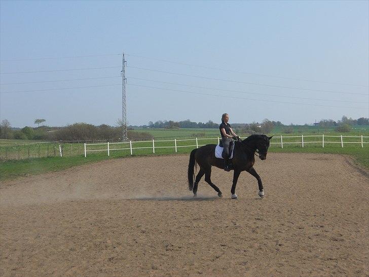 Dansk Varmblod Webster (solgt) billede 9